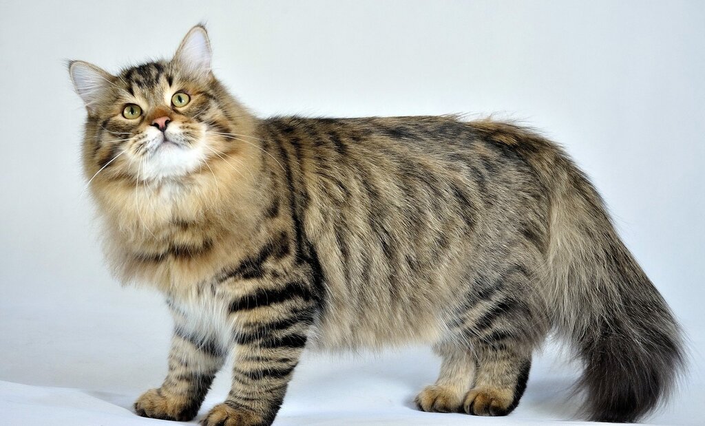 Siberian cat pictures