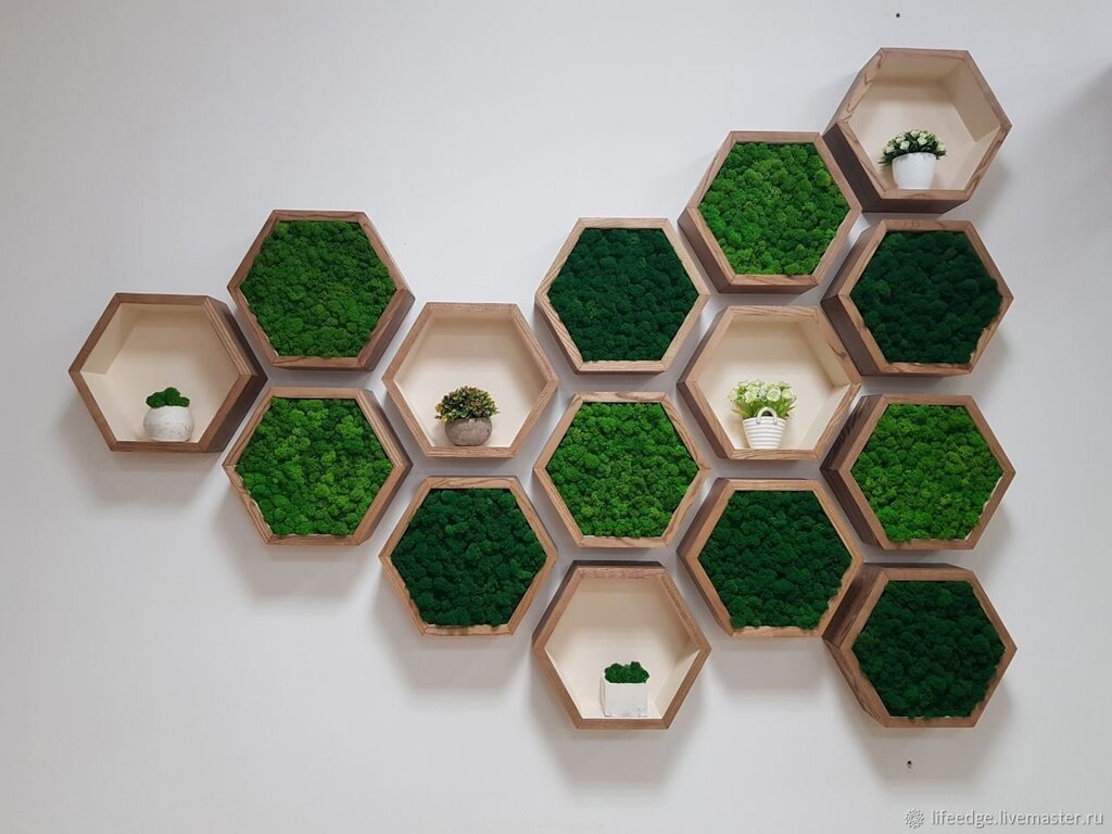 Honeycombs with moss on the wall