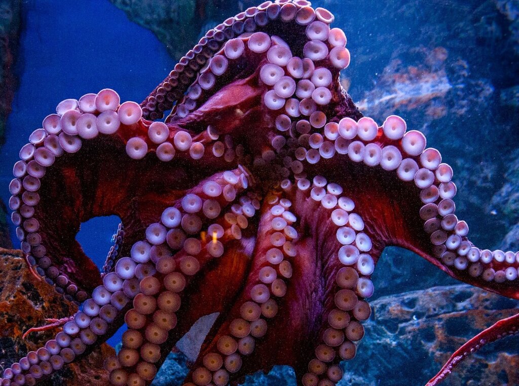 Octopus pictures