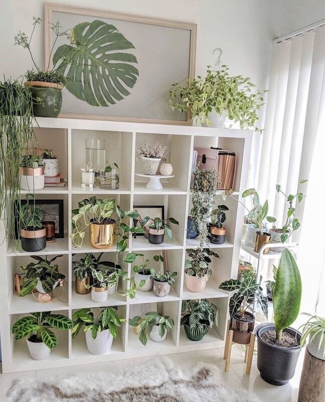 A shelving unit with plants in the interior