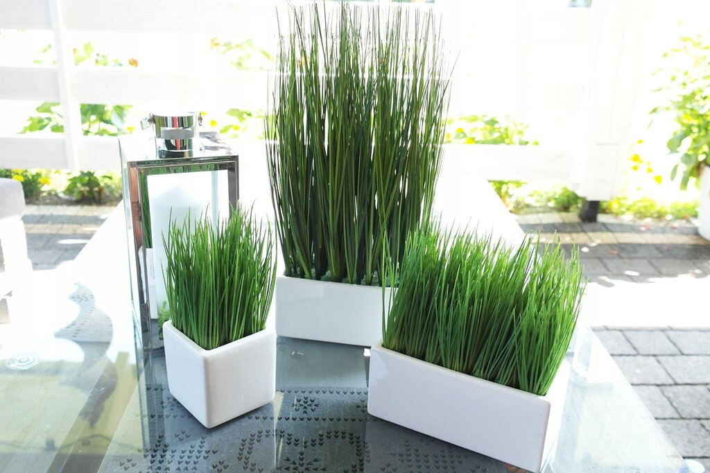 Grass in a pot for decoration