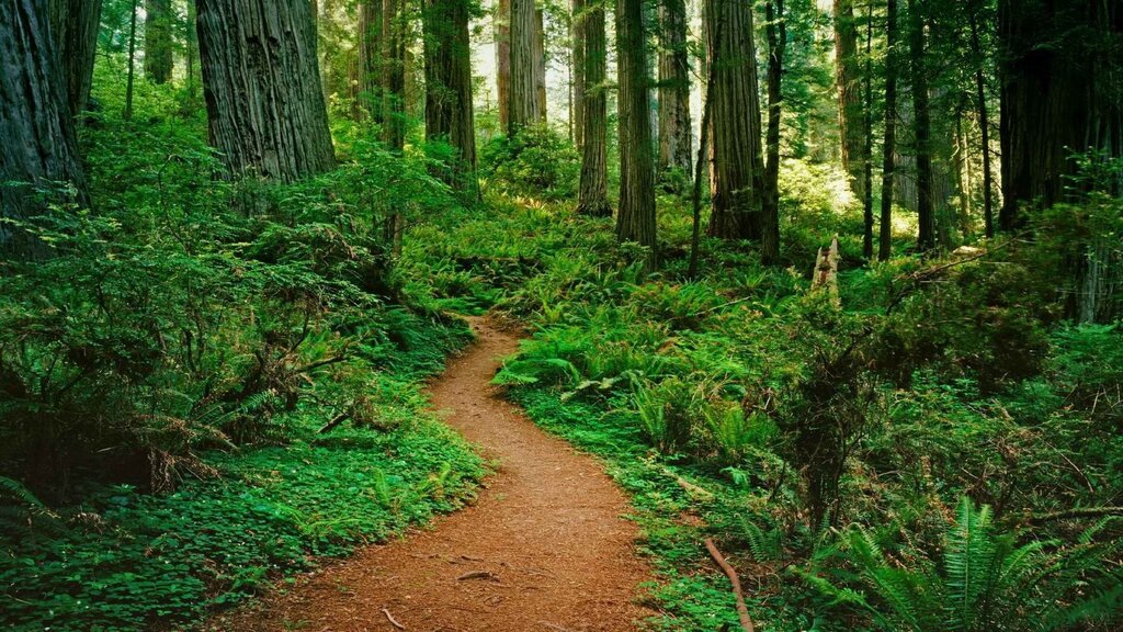 A path in the forest pictures