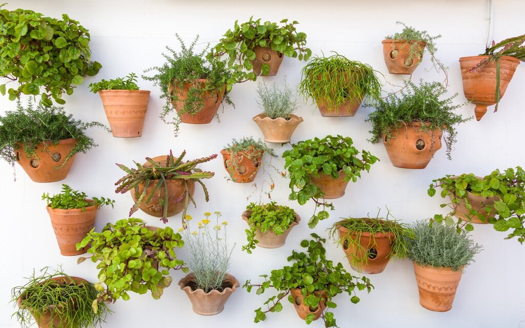 Flowers on the wall in pots