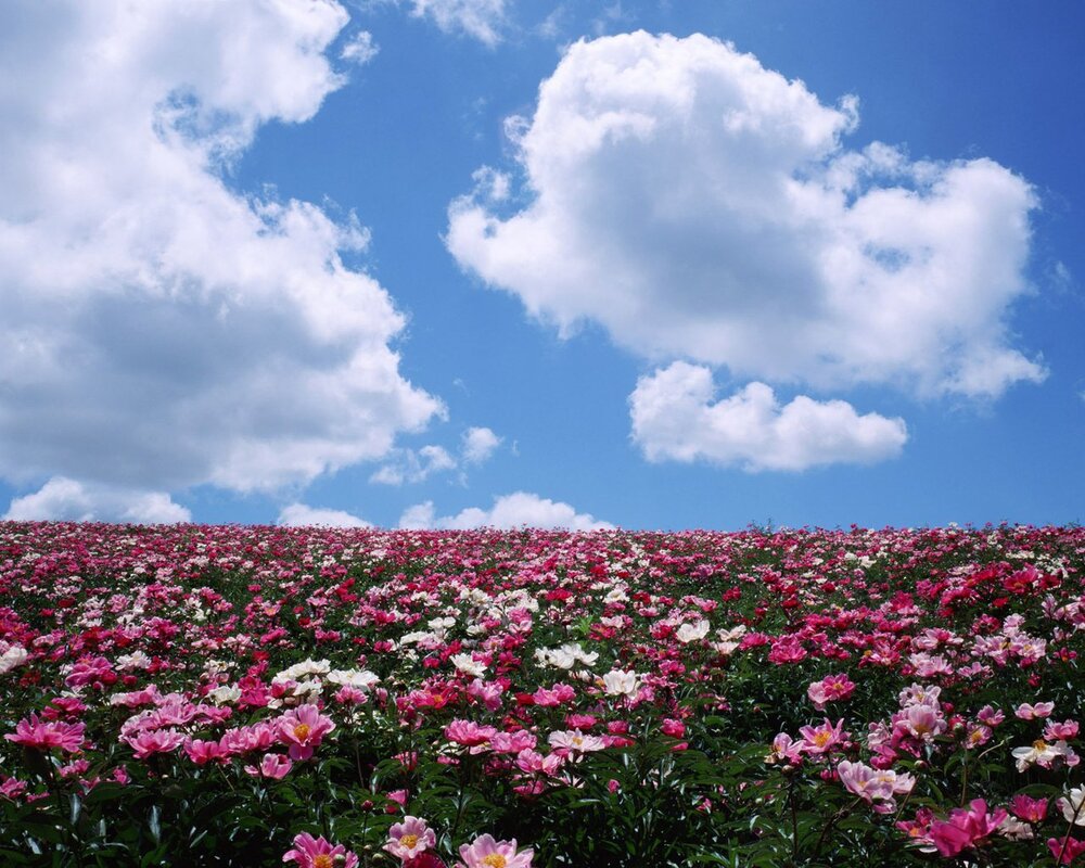 Flower field pictures