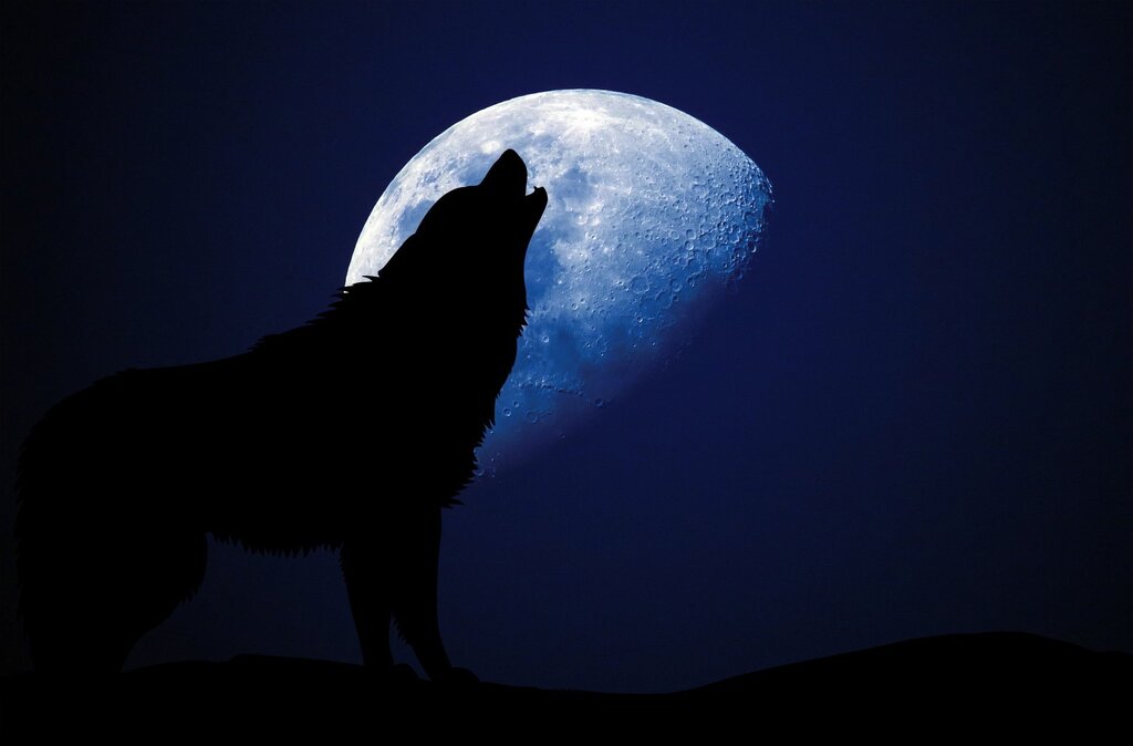 The wolf howls at the moon pictures