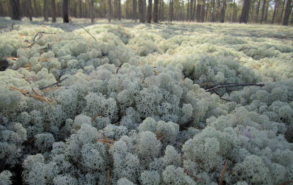 Reindeer moss pictures