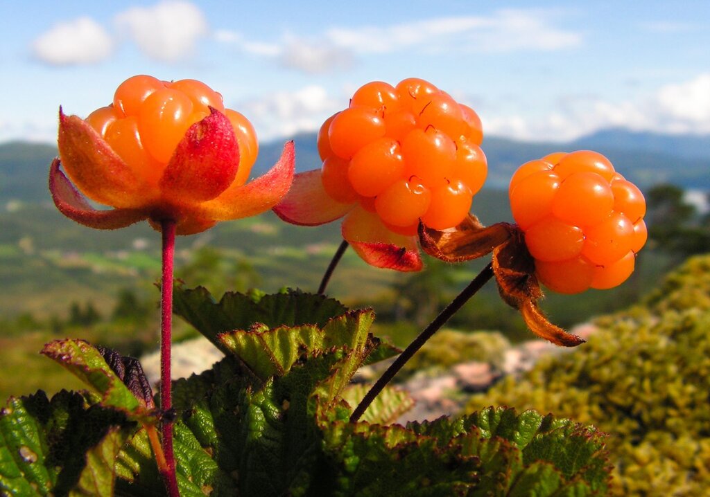 Cloudberry pictures