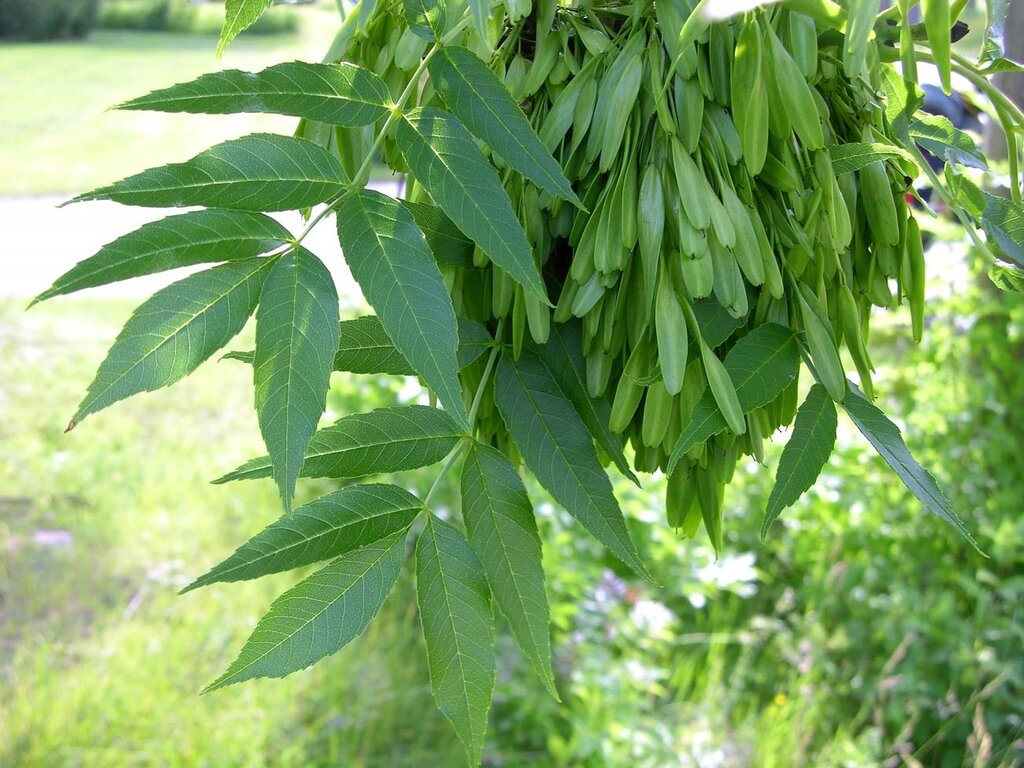 Ash tree pictures