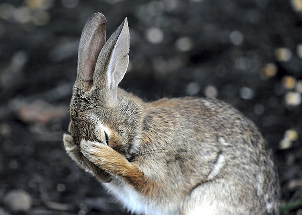 Funny pictures of a rabbit