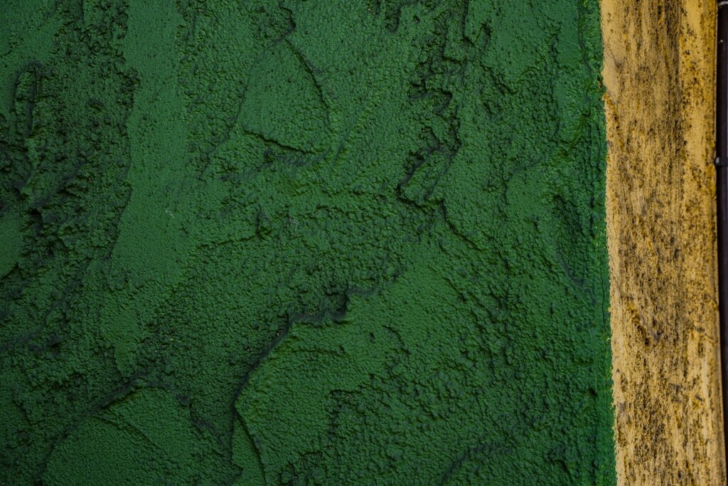 Green plaster